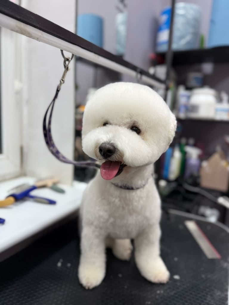 Лампа над грумерським столом, на якому сидить бішон, не ввімкнена