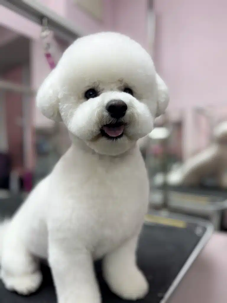 Плюшевий бішон з азійською стрижкою сидить в грумерській кімнаті з рожевими стінами