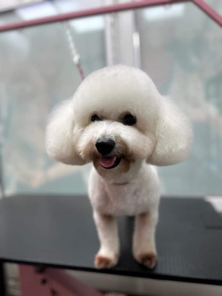 Бішон з круглими вушками має коричневу шерсть біля рота та на лапках через грибок