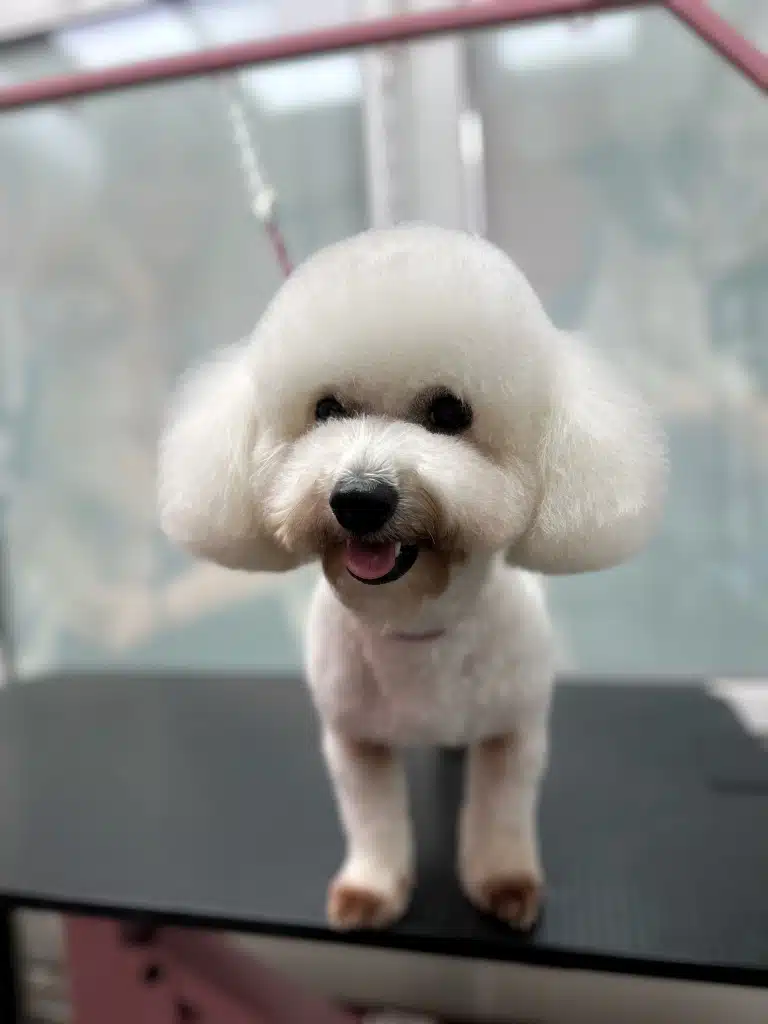 Бішон з круглими вушками має коричневу шерсть біля рота та на лапках через грибок