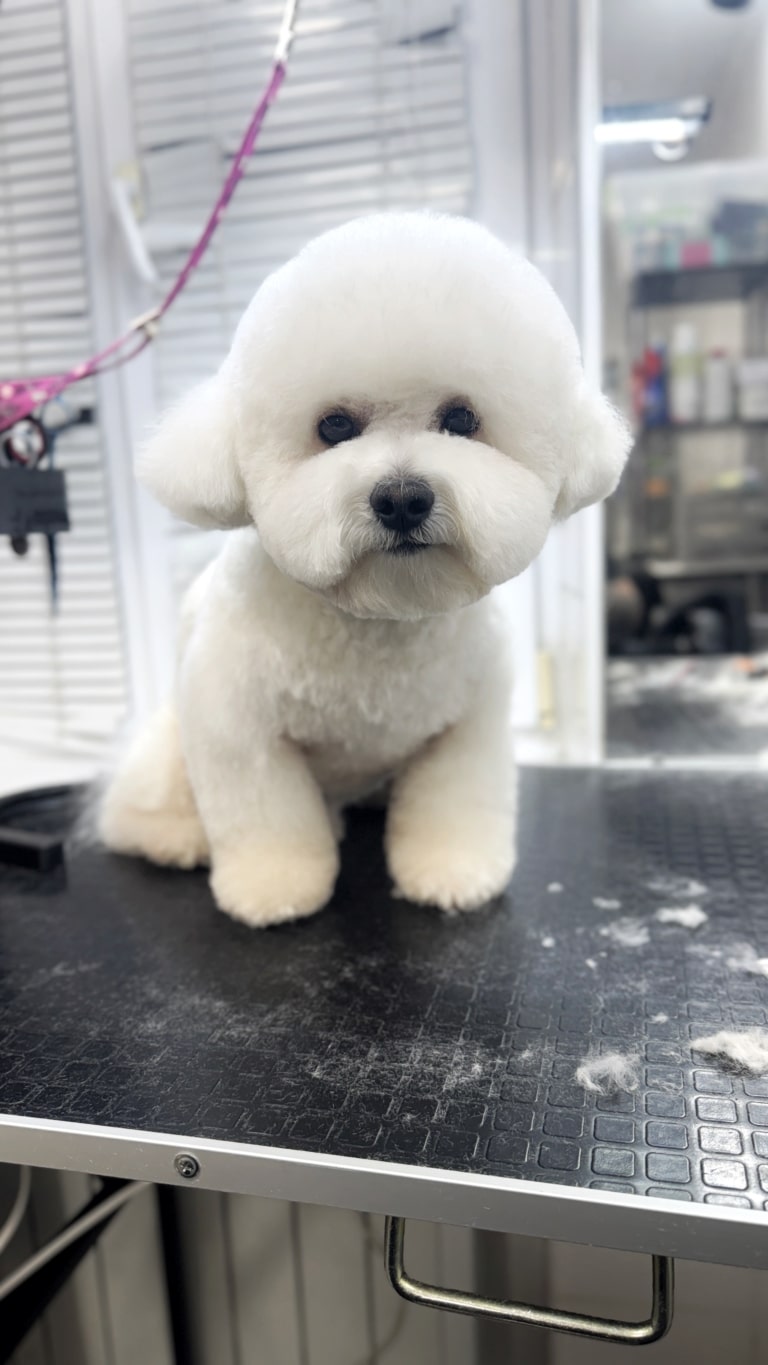 Бішон приглядається до камери грумера після стрижки під лампою