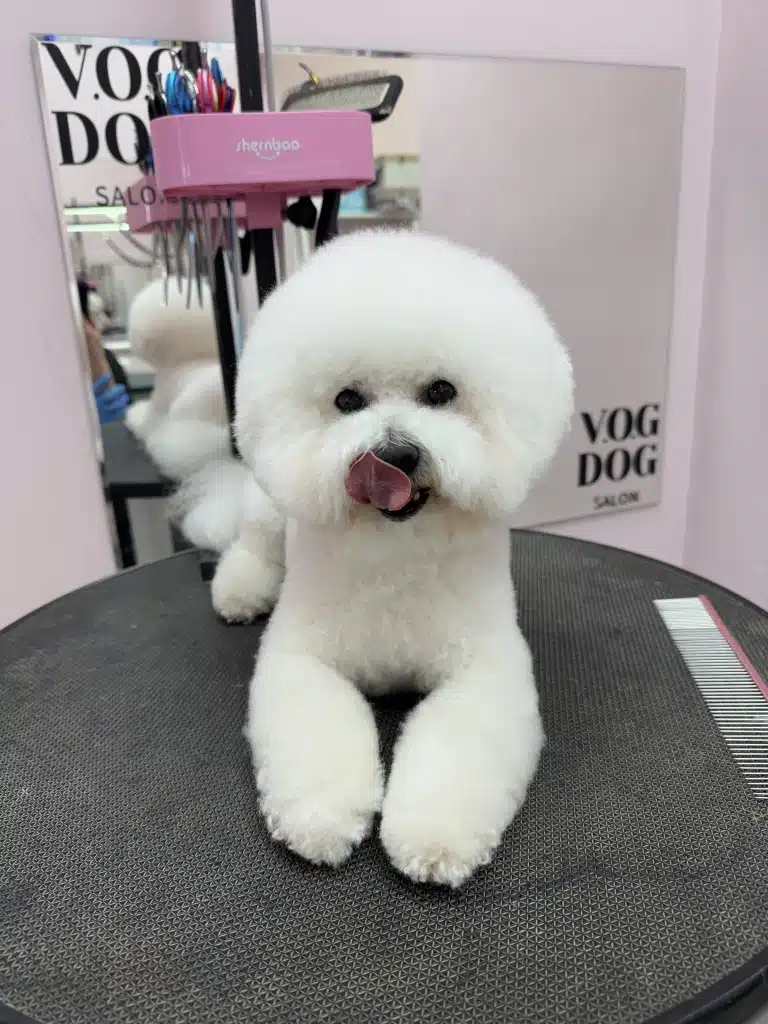 На круглому грумерському столі лежить бішон з круглою головою, що облизується широким язиком