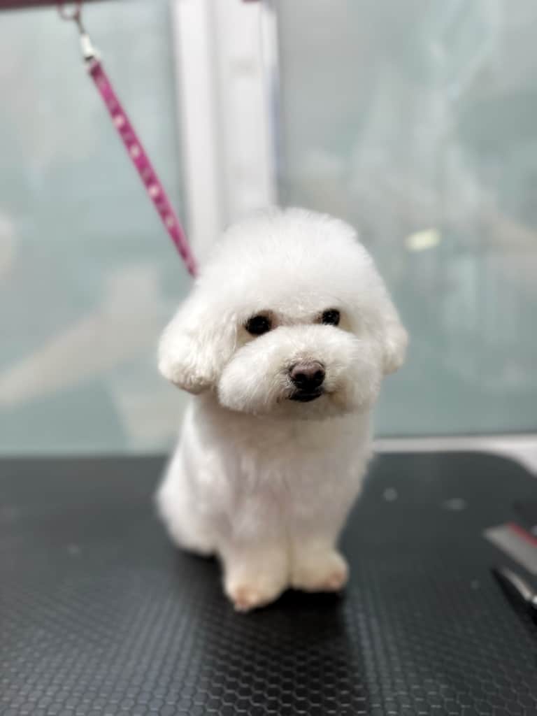 Бішон на рожевій ринговці має стрижку, популярну для мальтіпу