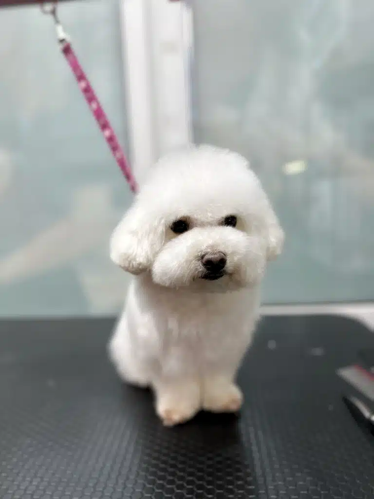 Бішон на рожевій ринговці має стрижку, популярну для мальтіпу