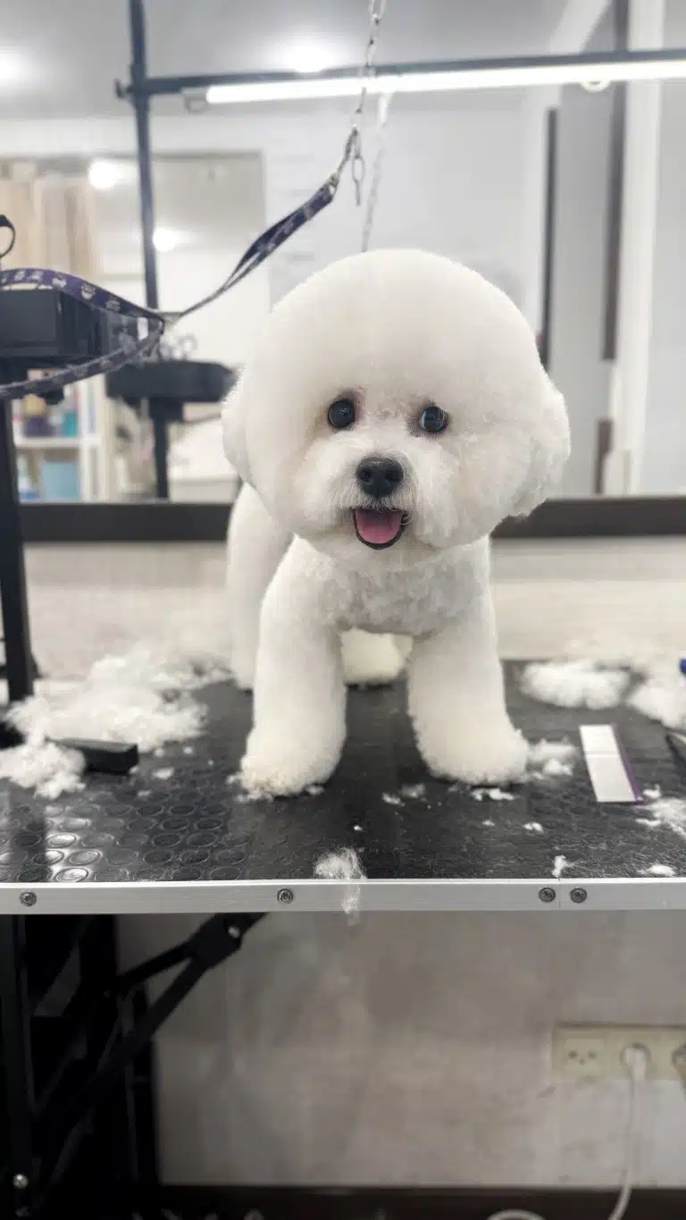 На чорному столі окрім самого бішона ще купа підстриженої шерсті