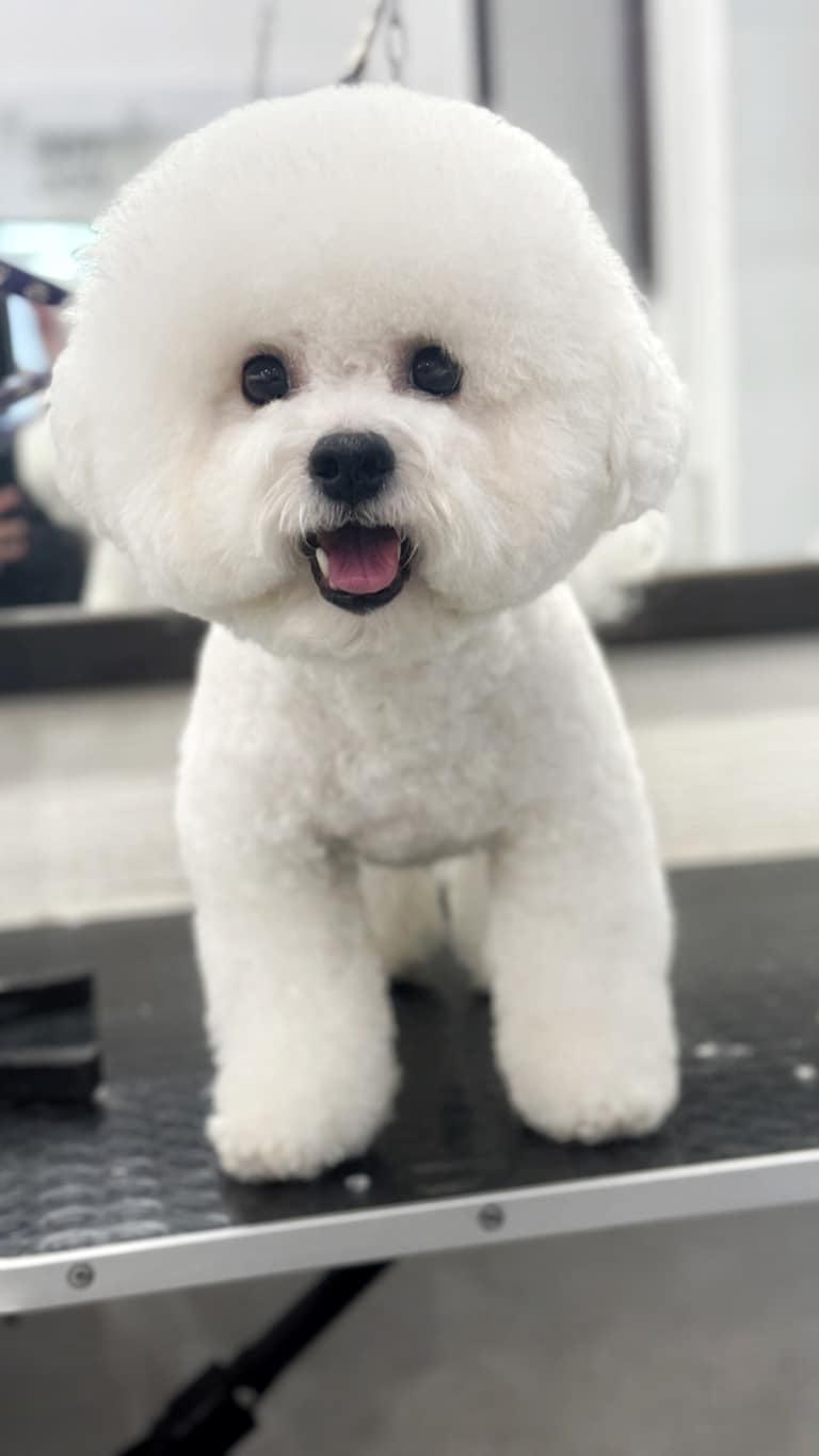 Вушка бішона трохи виступають з круглої голови після грумінгу