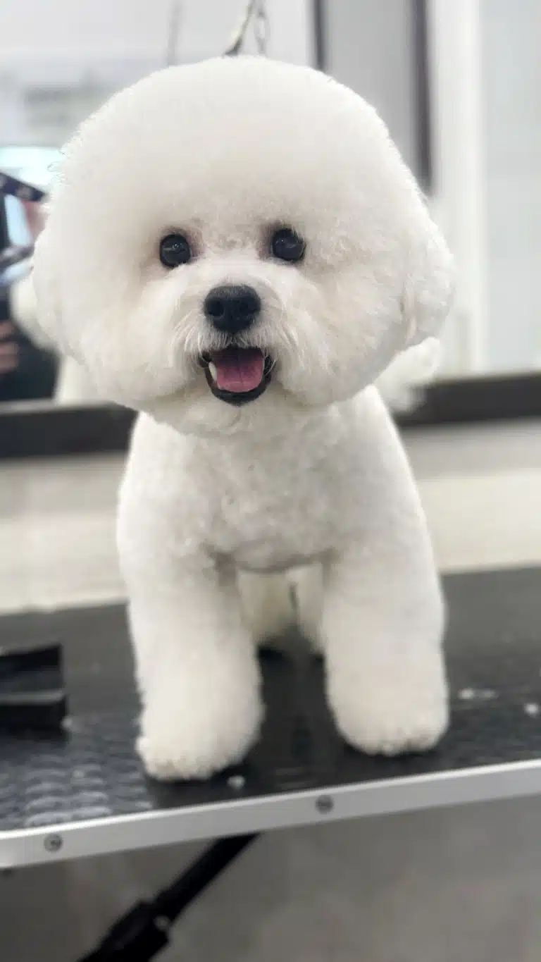 Вушка бішона трохи виступають з круглої голови після грумінгу