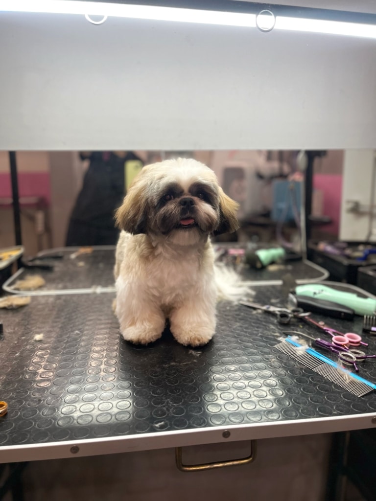 Під час стрижки ши-цу на столі грумер тримає ножиці, гребінець і машинку