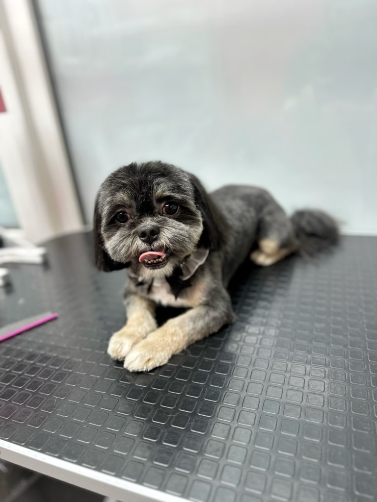 Темно-сірий ши-цу з кремовою шерстю на лапах лежить на чистому грумерському столі