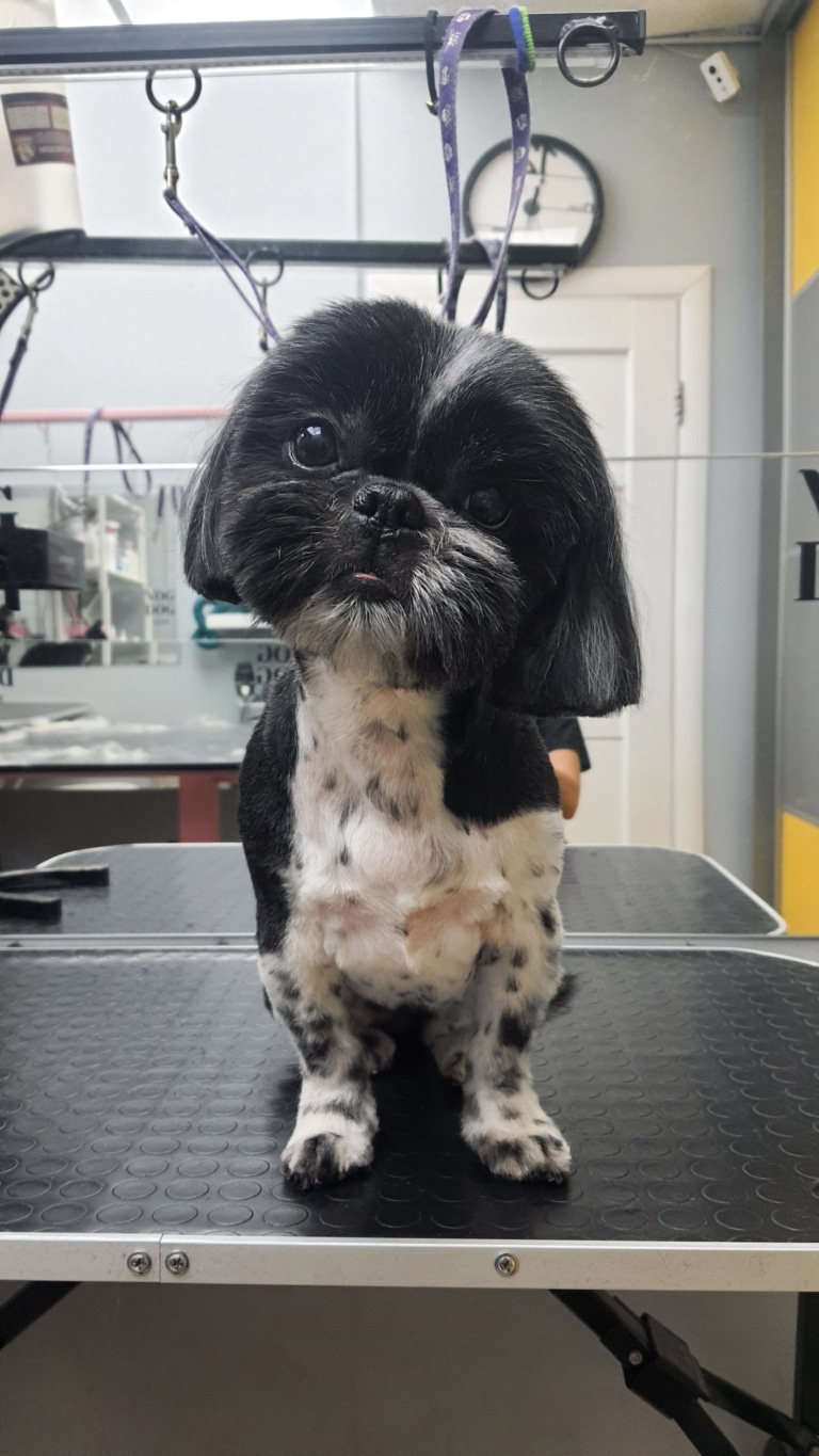 Ши-цу з коричнево-білою шерстю має цятки на корпусі, які є його родзинкою