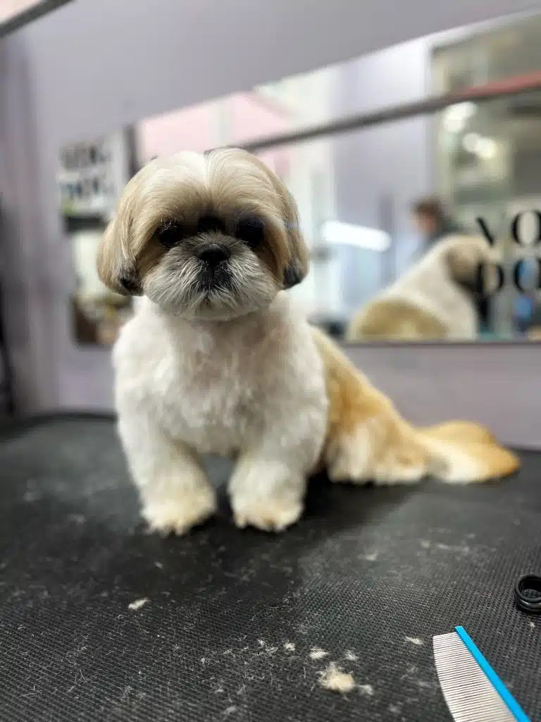 Ши-цу з округлою мордочкою має підстрижені грумером вібриси