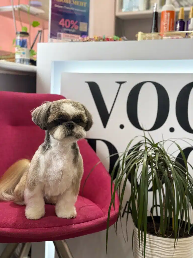 Підстрижений ши-цу сидить на малиновому кріслі та розглядає листочки рослини