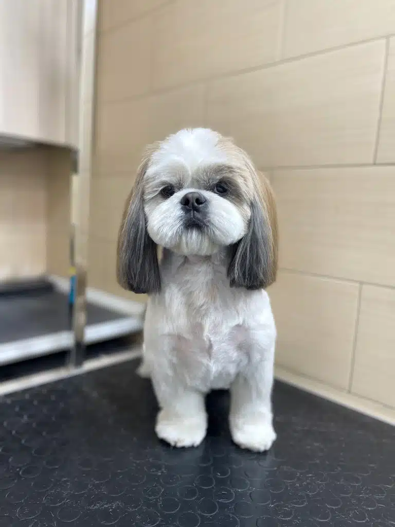 Біля бежевої плитки на стіні сидить світлий ши-цу з чорно-коричневими довгими вухами