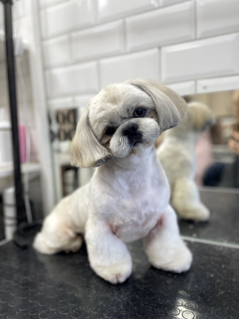 Ши-цу з коротким каре має округлі плюшеві лапки