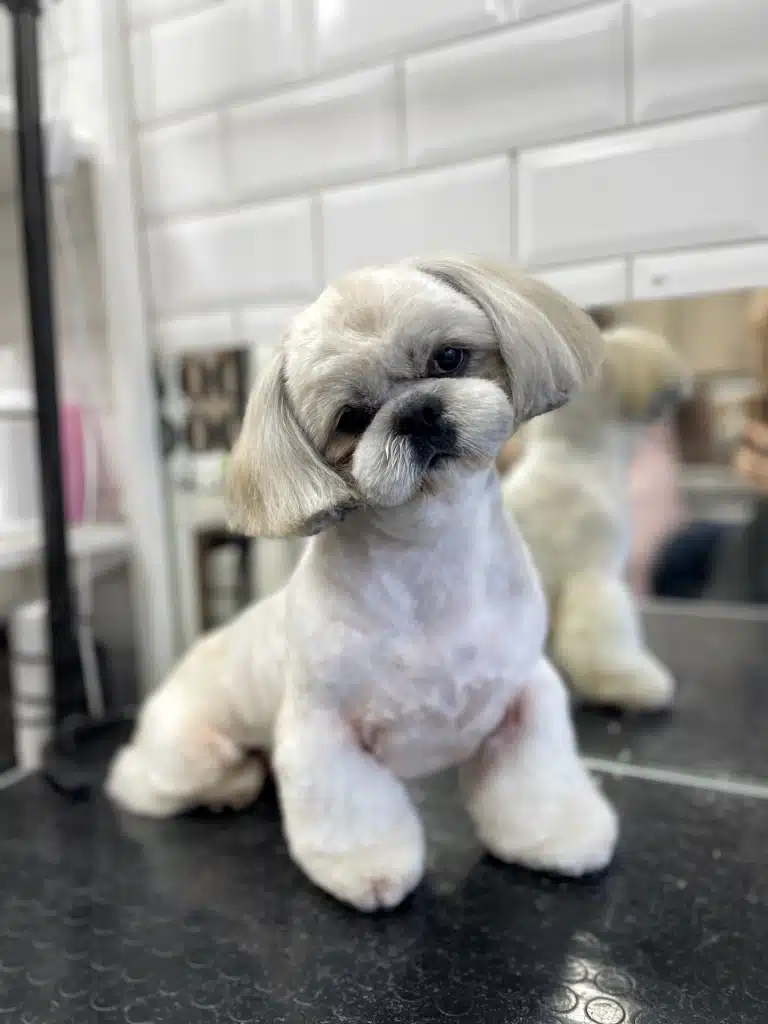 Ши-цу з коротким каре має округлі плюшеві лапки