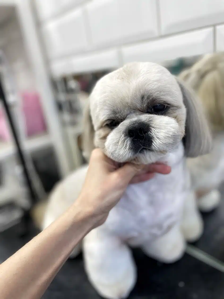 Людська рука почухує підборіддя підстриженого ши-цу в грумерській