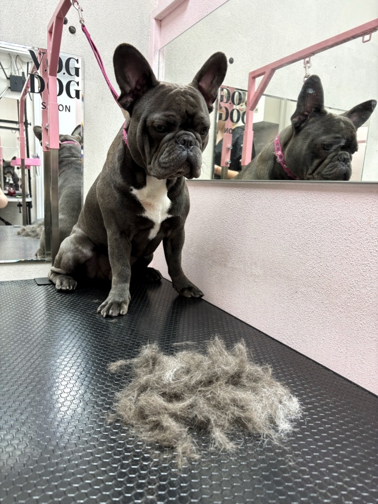 Сірий бульдог з білою шерстю на грудці сумно дивиться на вичесане підшерстя