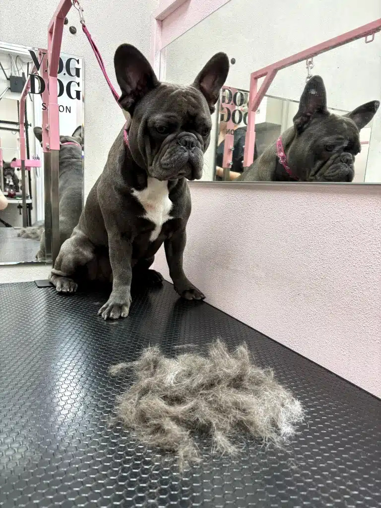 Сірий бульдог з білою шерстю на грудці сумно дивиться на вичесане підшерстя