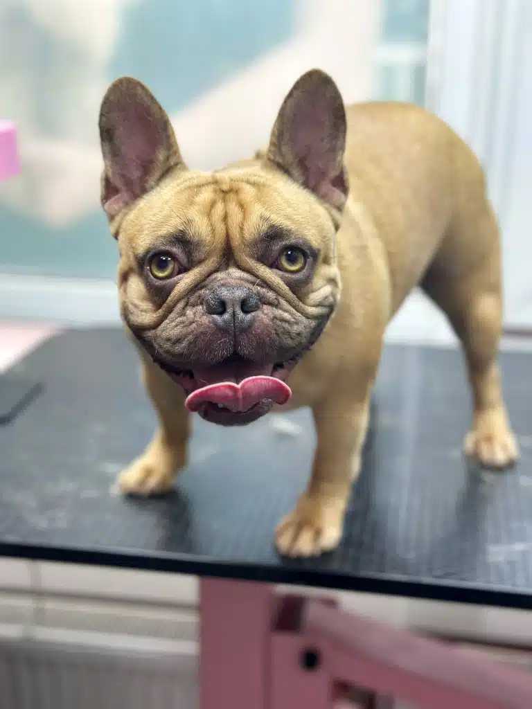 Коричневий бульдог міцної статури переніс свою вагу на передні лапи