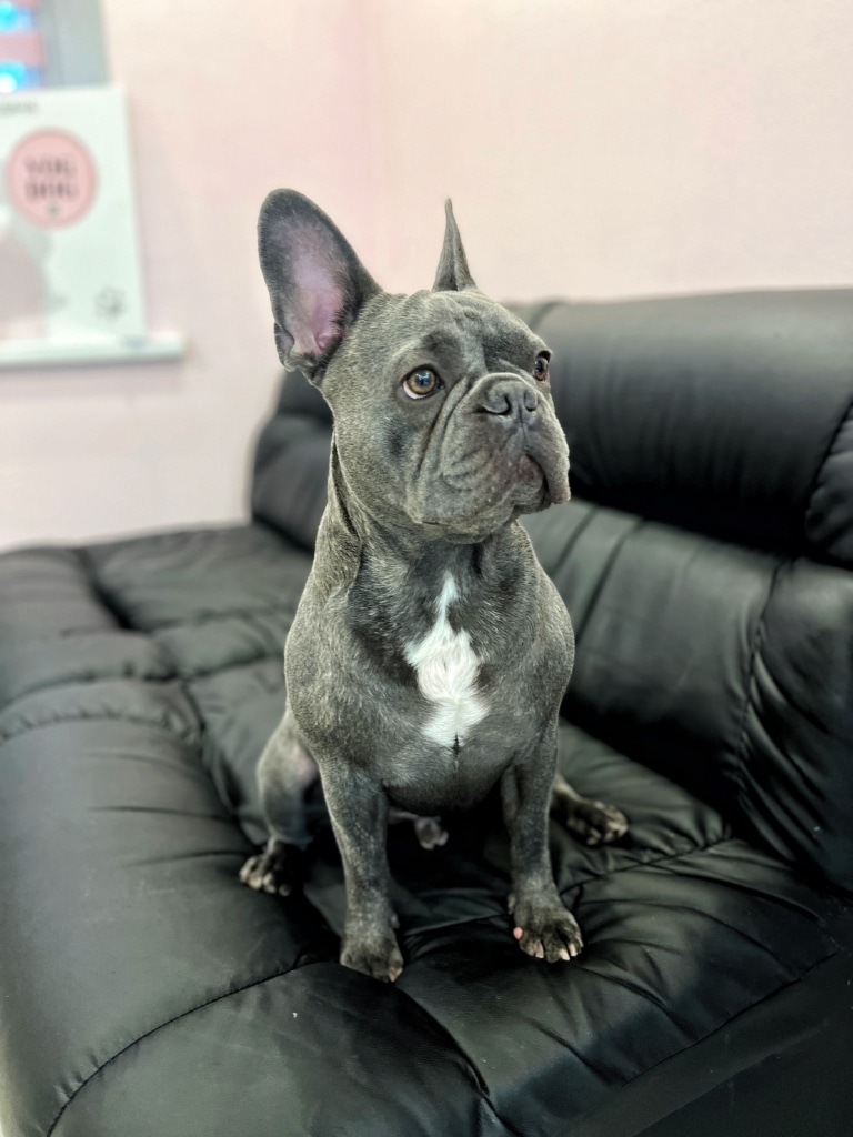 На великому чорному дивані зі шкіри сидить сірий бульдог зі світлими кігтями