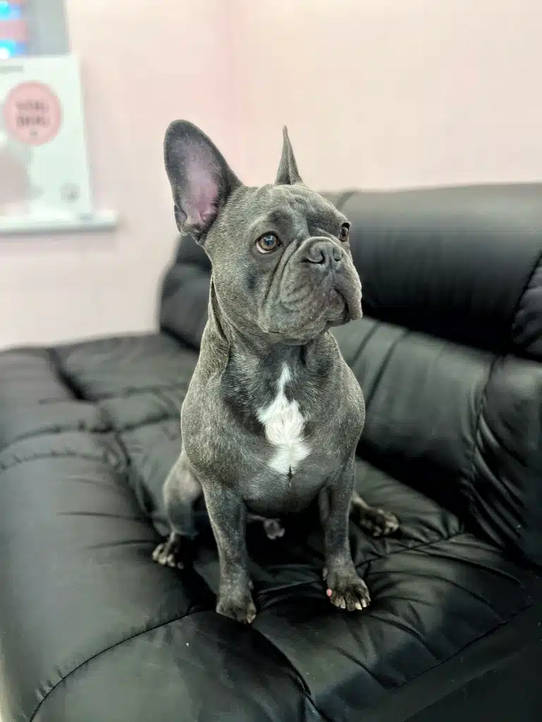 На великому чорному дивані зі шкіри сидить сірий бульдог зі світлими кігтями