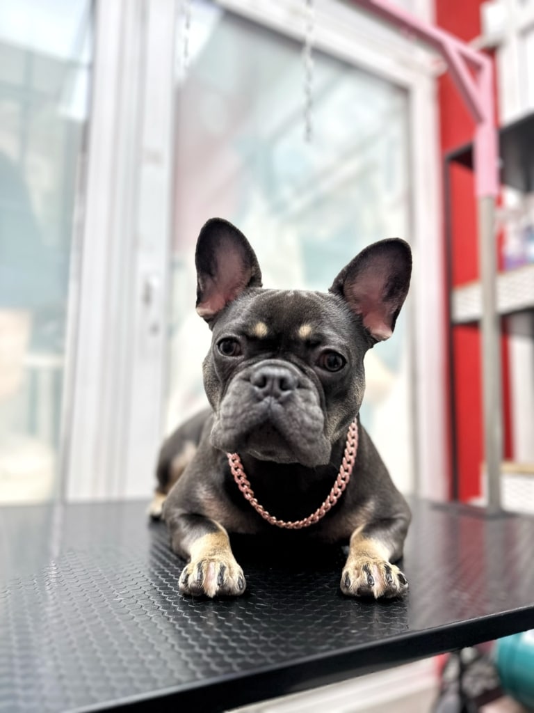 Сірий бульдог з ланцюжком має коричневу шерсть на лапках та над очима