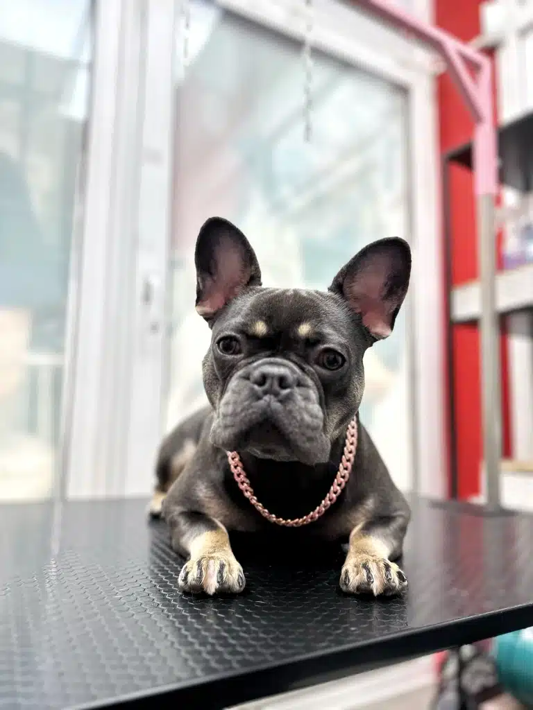 Сірий бульдог з ланцюжком має коричневу шерсть на лапках та над очима