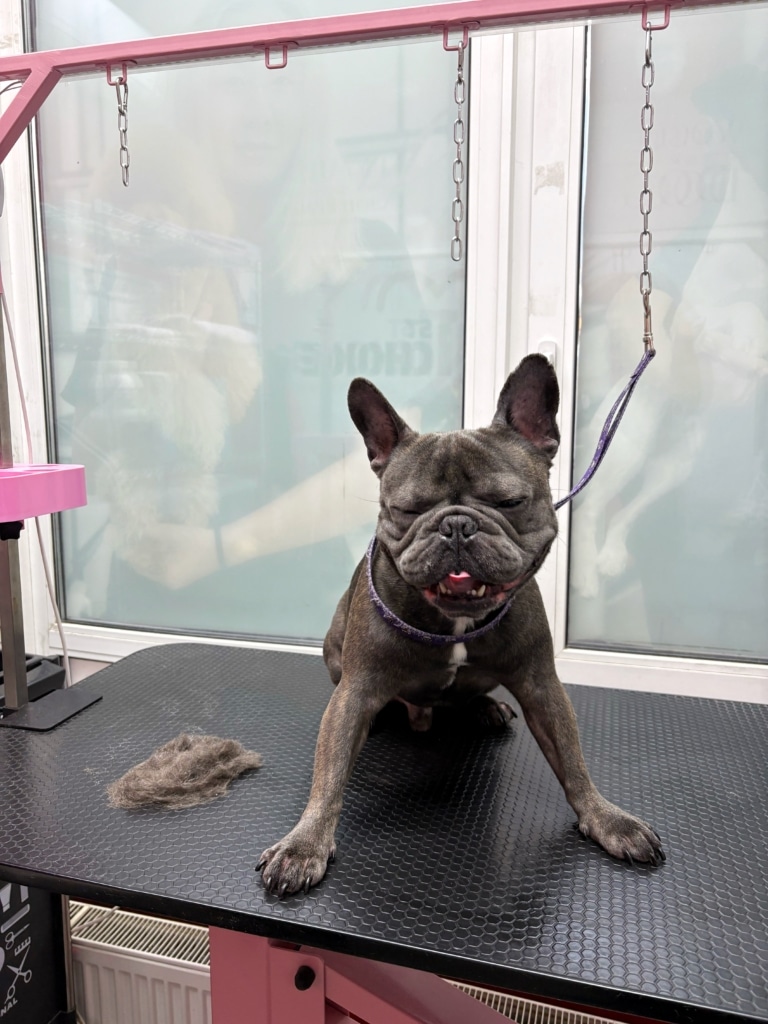 Передні лапи бульдога, який засипає, роз'їжджаються в різні боки