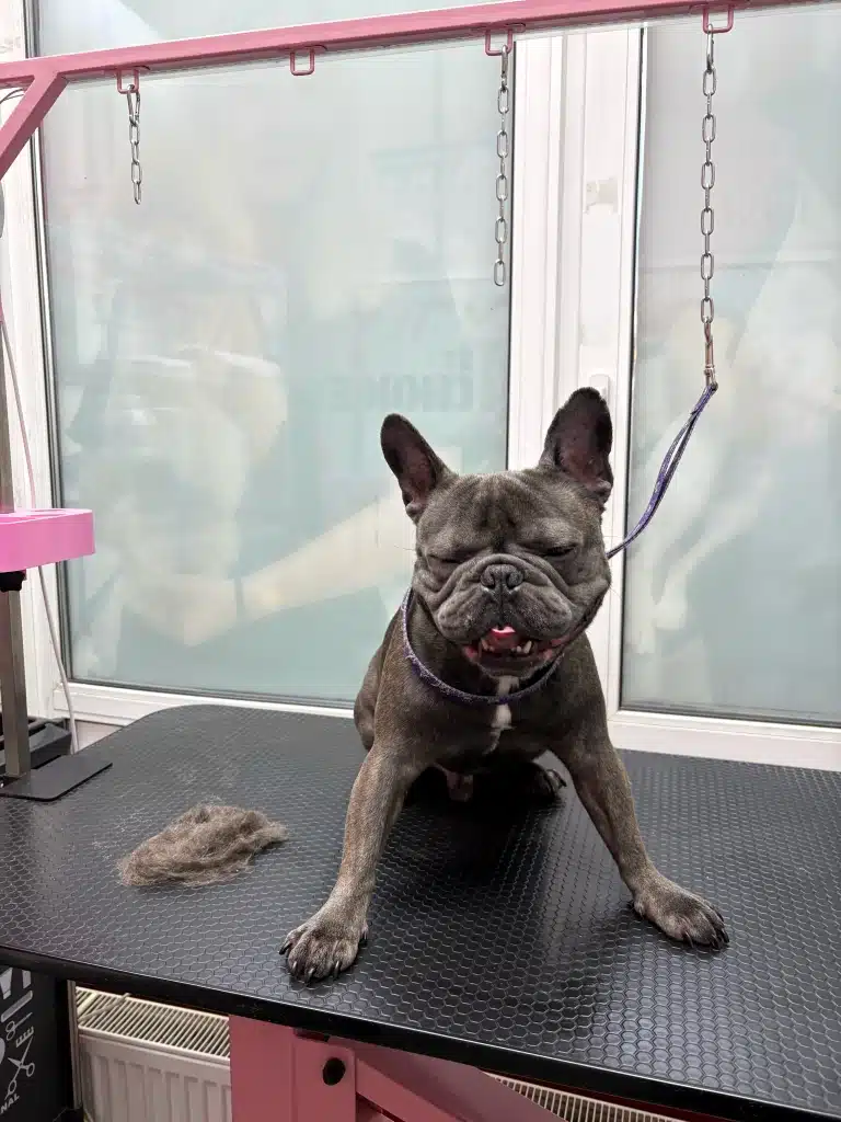 Передні лапи бульдога, який засипає, роз'їжджаються в різні боки