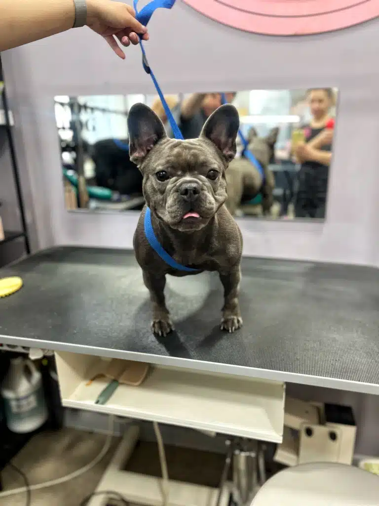 Людина підняла синю ринговку, в яку одягнений короткошерстий бульдог