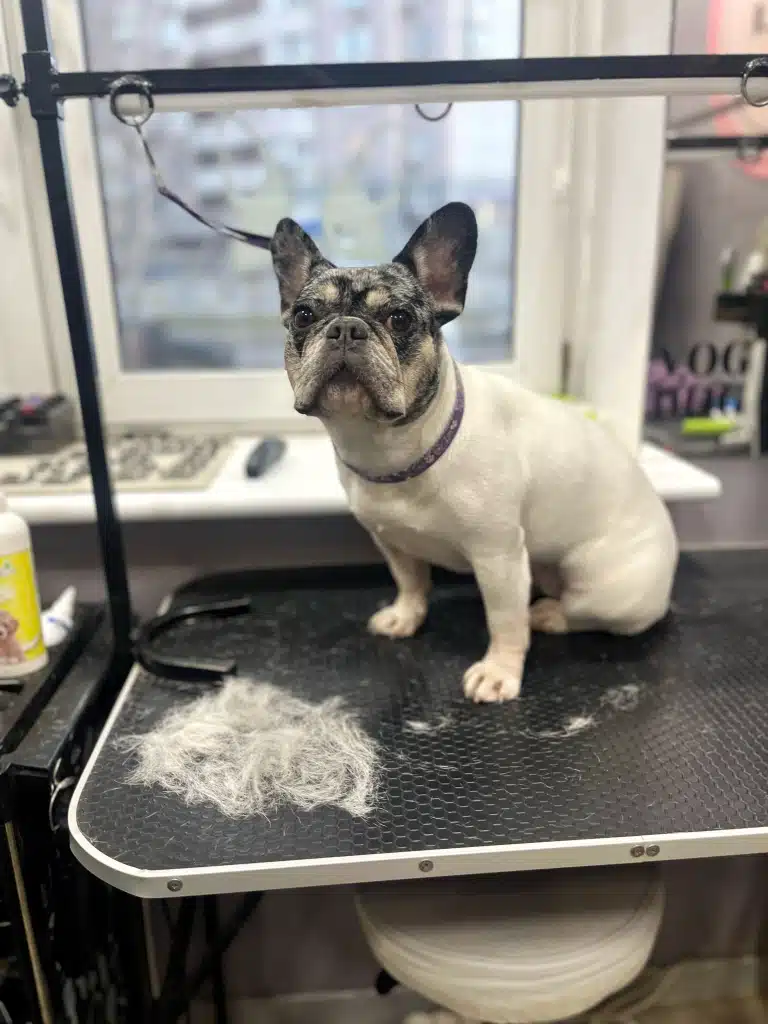 Французький бульдог з білим тулубом та плямистою головою сидить перед зібраною в купу шерстю після вичісування