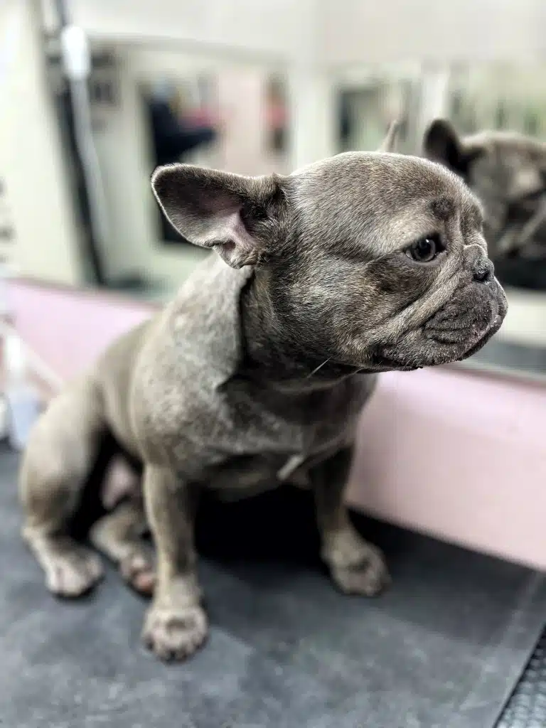 Сірий бульдог притис вуха, сумуючи за власниками у грумерській