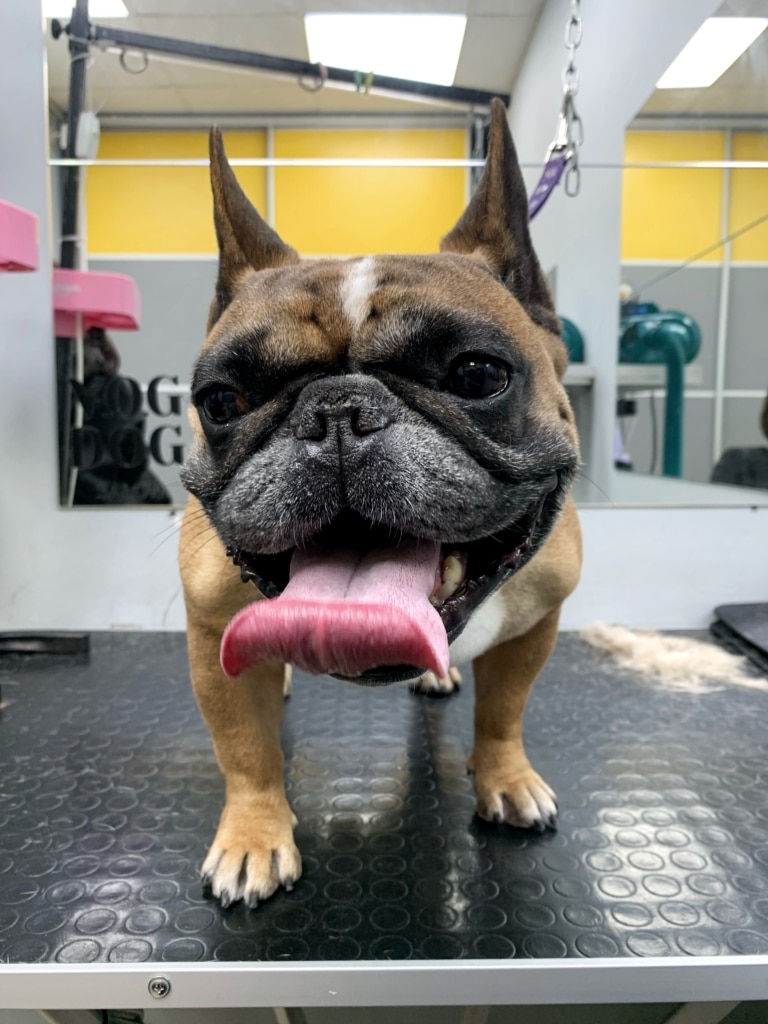 Рожевий язик бульдога з чорною мордою закручений наверх