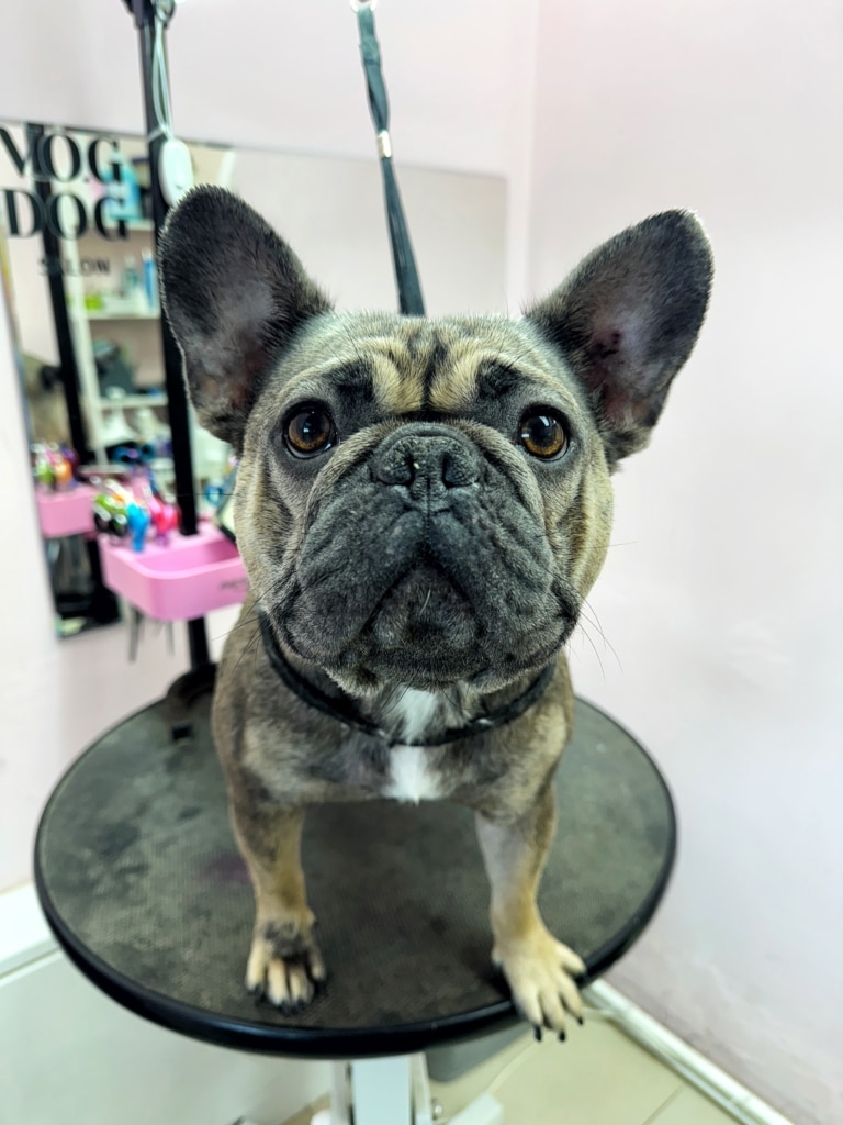 Одна лапа бульдога коричнева, а на іншій є чорна ділянка шерсті