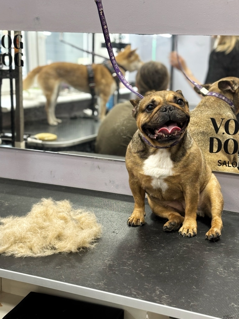 Бульдог привалився спиною до прямокутного дзеркала, у якому видно акіту