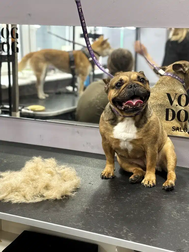 Бульдог привалився спиною до прямокутного дзеркала, у якому видно акіту