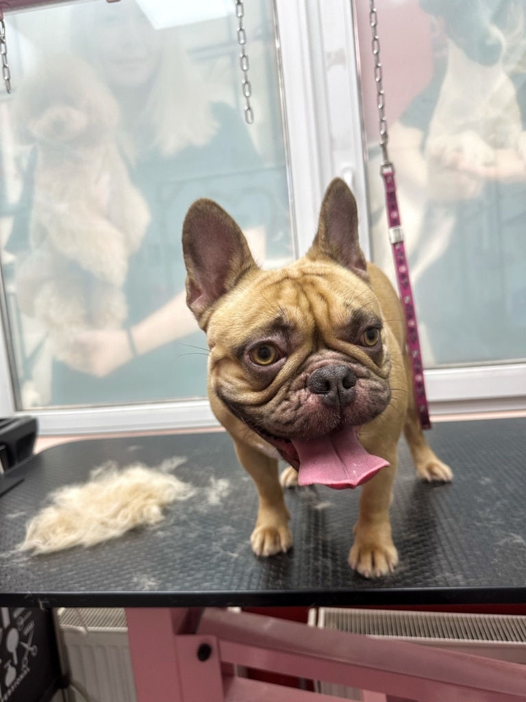 Бульдог після вичісування стоїть на столі без рожевої ринговки