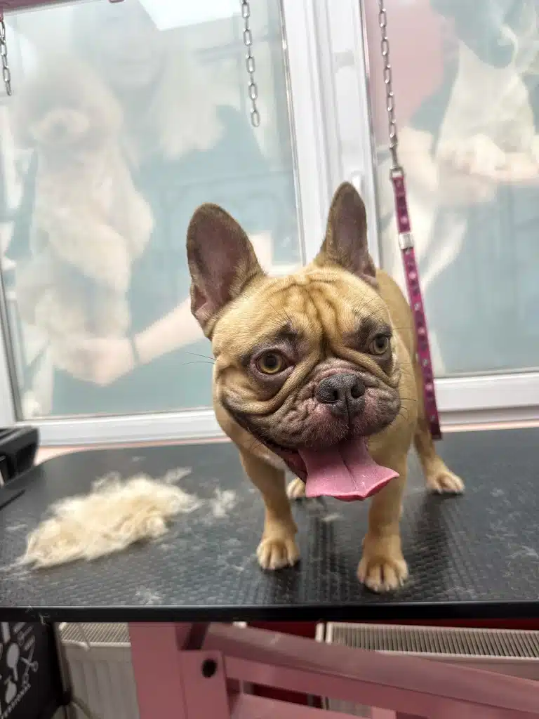 Бульдог після вичісування стоїть на столі без рожевої ринговки