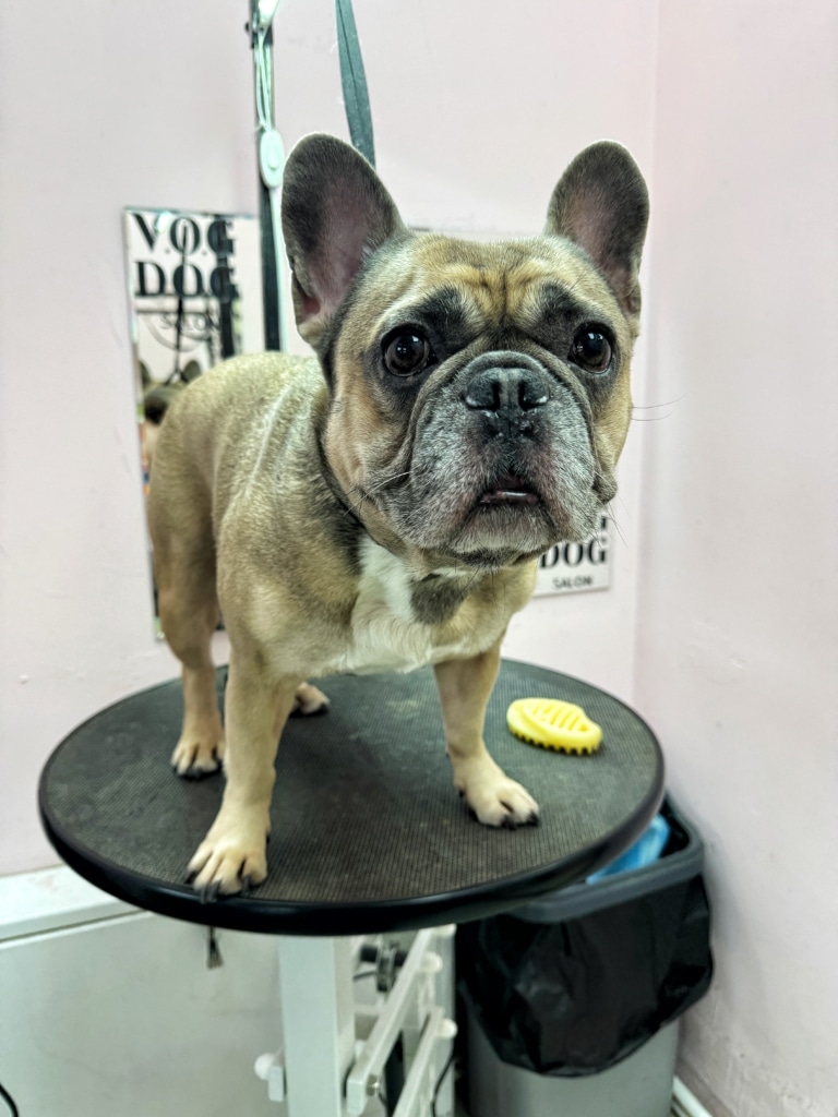 На чорному столі в рожевій грумерській лежить жовта щітка та стоїть великий бульдог