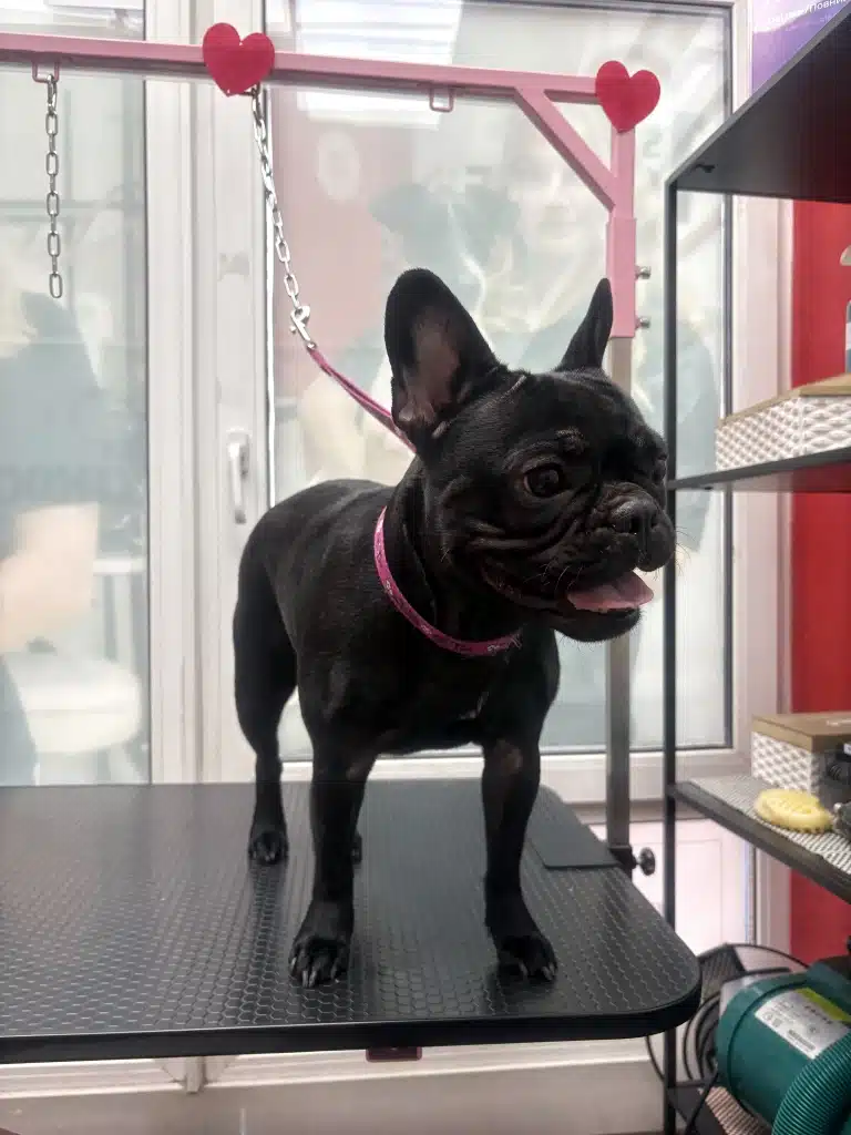 На стійці грумерського столу з чорним бульдогом приклеєні два рожевих серця