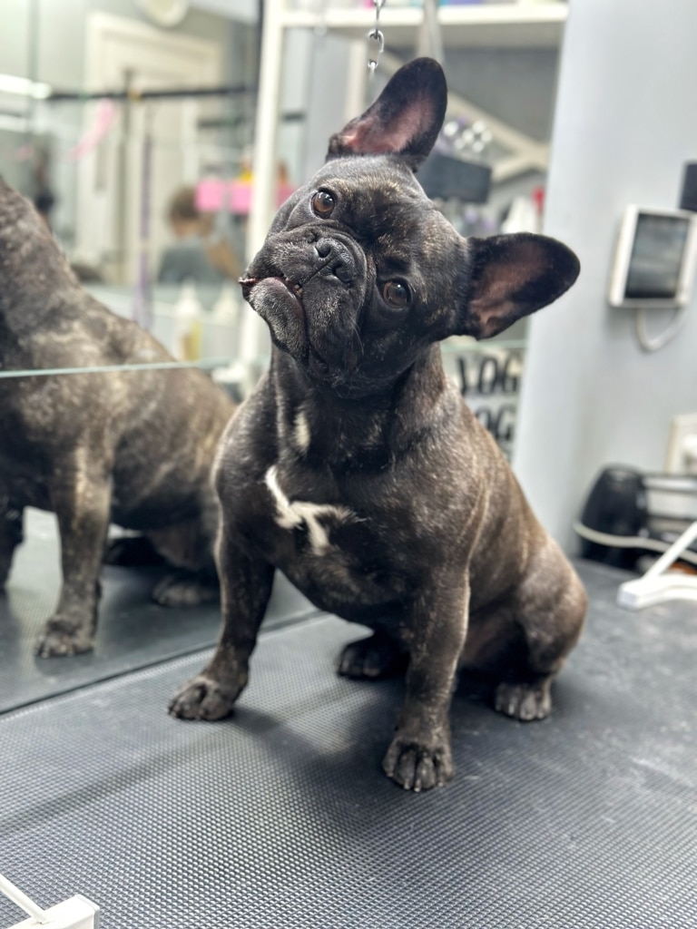 Сірий бульдог сильно нахилив голову біля подвійного дзеркала в грумерській