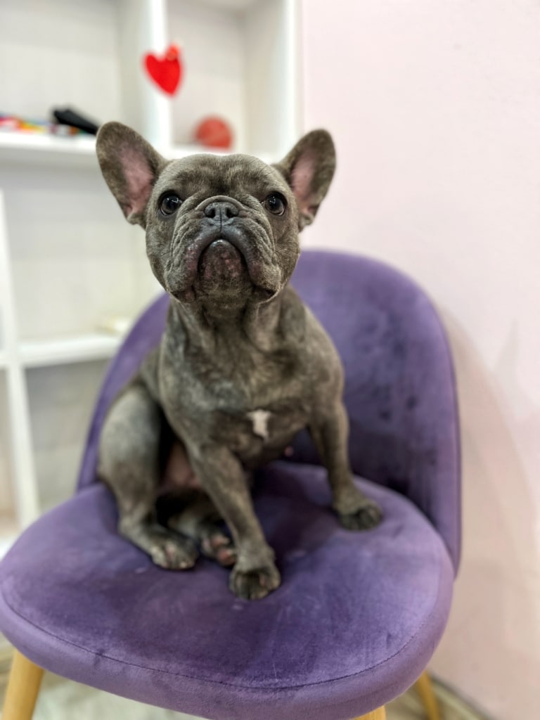 Сірий бульдог сидить на м'якому фіолетовому стільці в світлій кімнаті