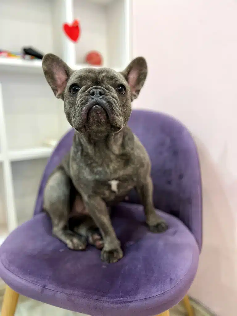 Сірий бульдог сидить на м'якому фіолетовому стільці в світлій кімнаті
