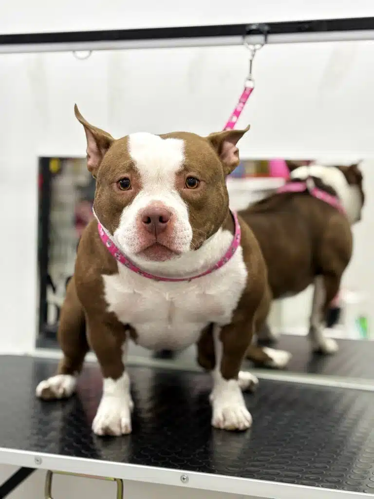 Бульдог з біло-коричневим забарвленням широко розставив задні лапи на грумерському столі