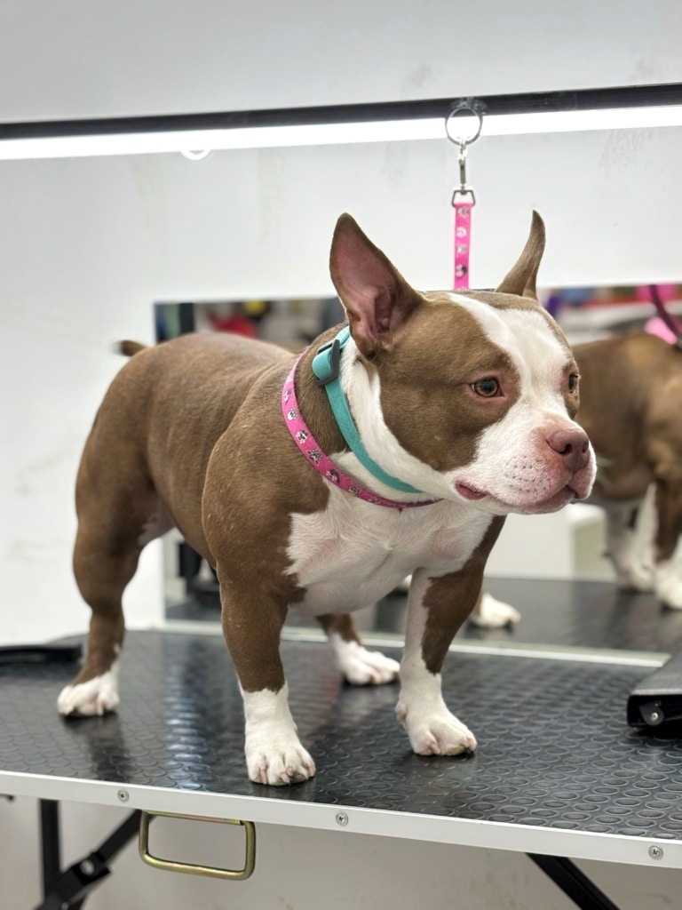 Коричневий бульдог має білу шерсть на лапках, наче шкарпетки