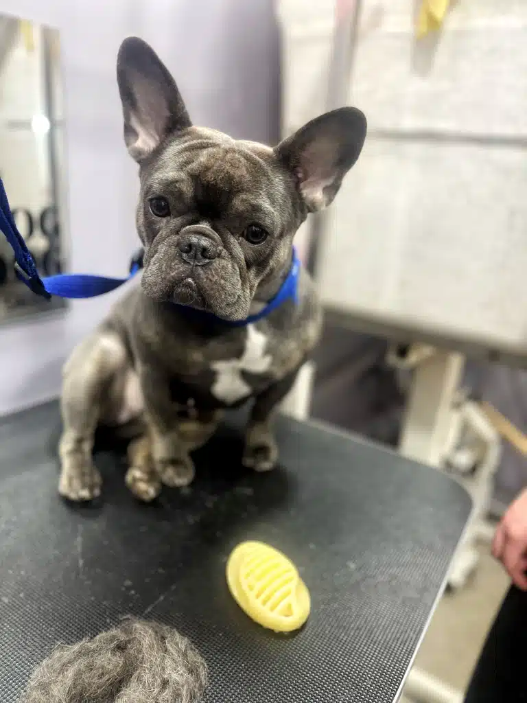 Бульдог з сірим забарвленням сидить поруч з жовтою силіконовою щіткою та вичесаним підшерстям