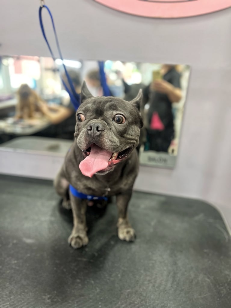 Сірий бульдог на синій ринговці вирячив очі та висолопив язика