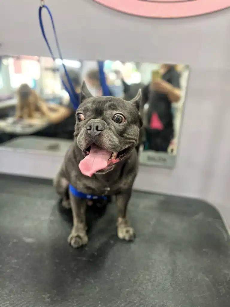 Сірий бульдог на синій ринговці вирячив очі та висолопив язика