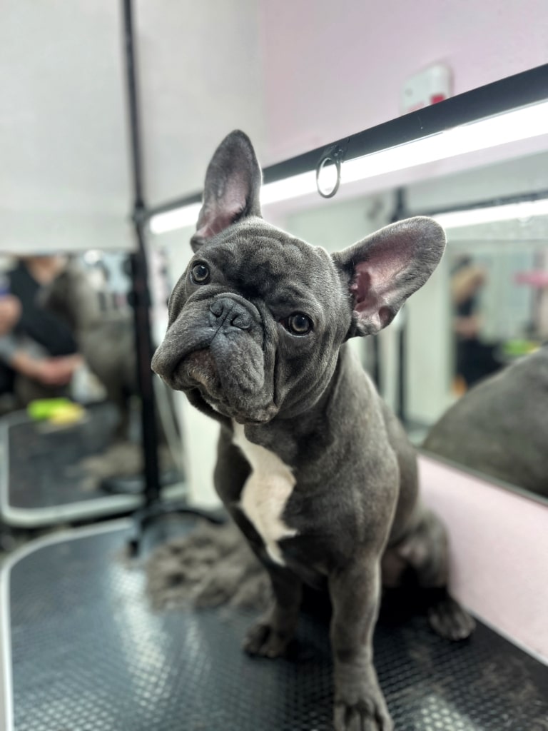 Сірий бульдог витягнув передню лапу для граційного фото