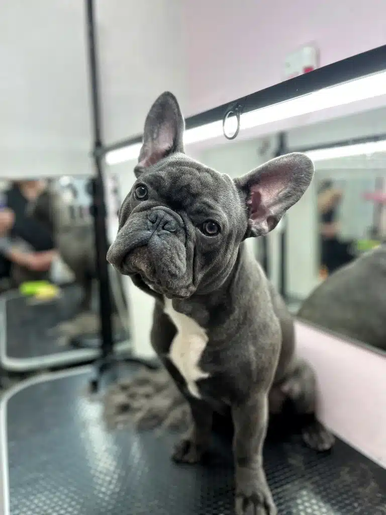 Сірий бульдог витягнув передню лапу для граційного фото